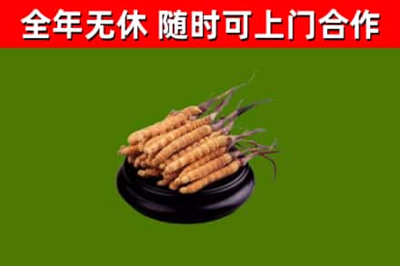 天津市烟酒回收冬虫夏草.jpg